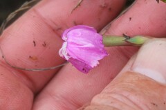 Dianthus basuticus