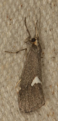 Cisthene liberomacula