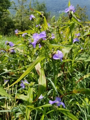 Tradescantia subaspera