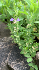 Scutellaria parvula