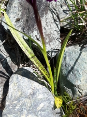 Dactylorhiza traunsteineri