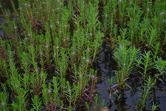 Rotala fimbriata