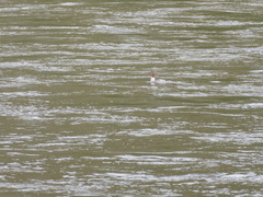 Mergus merganser