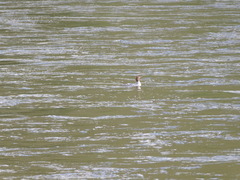 Mergus merganser