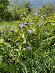Tradescantia subaspera