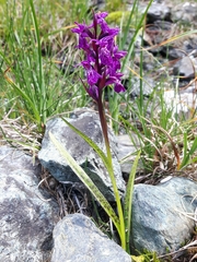 Dactylorhiza traunsteineri