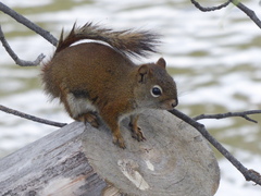 Tamiasciurus hudsonicus