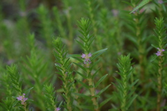 Rotala fimbriata