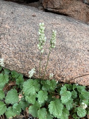 Heuchera hallii