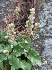 Heuchera hallii