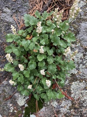 Heuchera hallii
