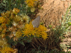 Isocoma hartwegii