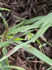 Urochloa fusca