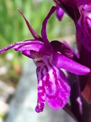 Dactylorhiza traunsteineri