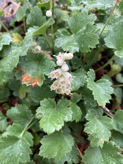 Heuchera hallii