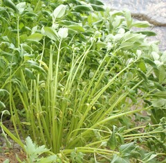 Impatiens glandulifera