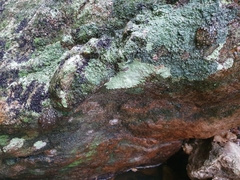 Natalobatrachus bonebergi