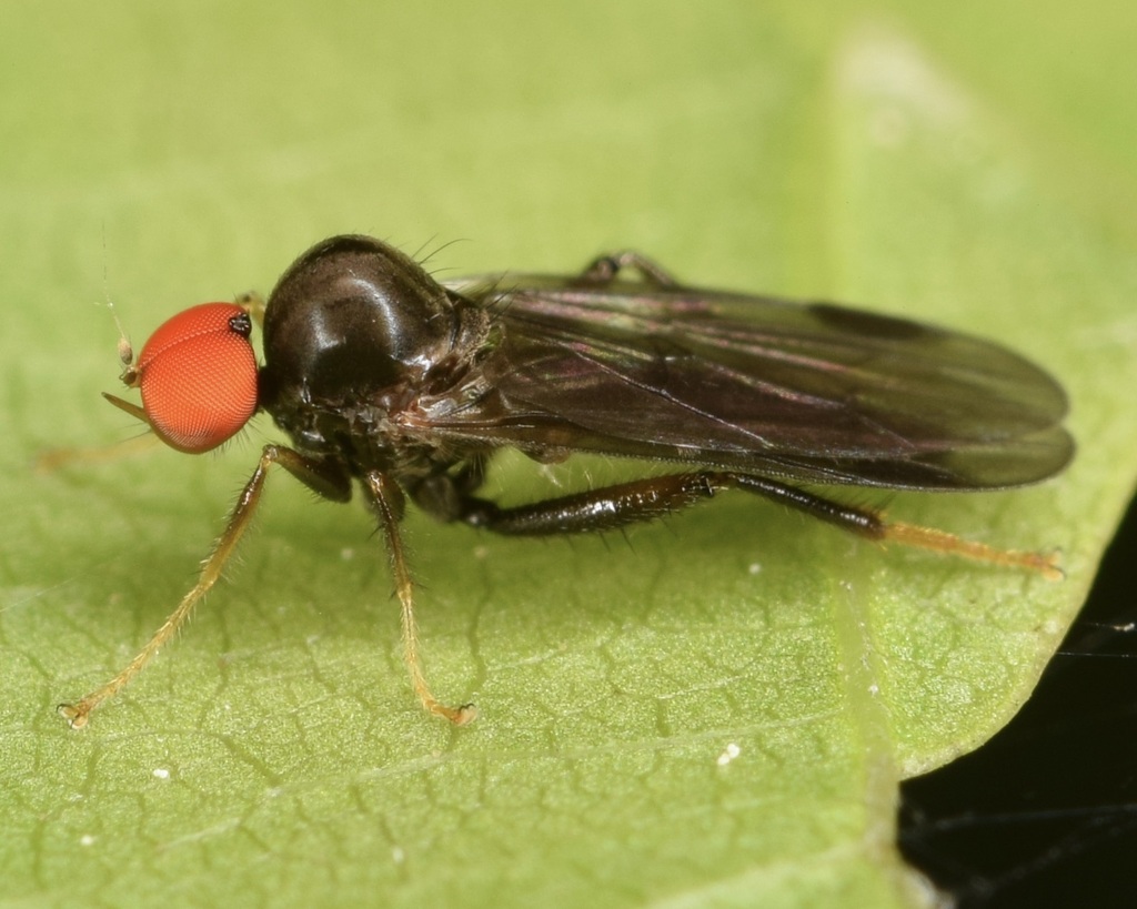 Syneches thoracicus
