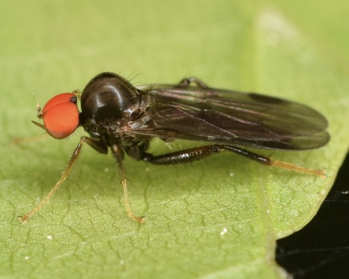 Syneches thoracicus (Say, 1823)