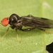 Syneches thoracicus - Photo (c) skitterbug, algunos derechos reservados (CC BY), subido por skitterbug