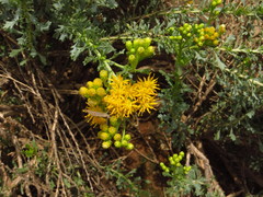 Isocoma hartwegii