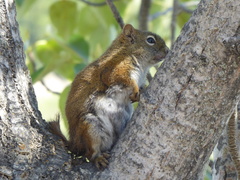 Tamiasciurus hudsonicus