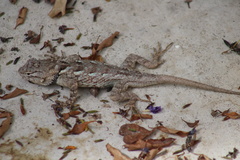 Sceloporus clarkii