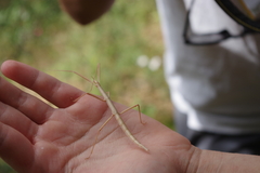 Bacillidae
