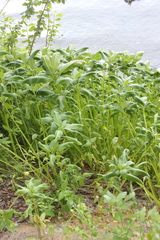 Impatiens glandulifera