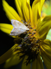 Scybalistodes periculosalis