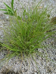 Fimbristylis vahlii