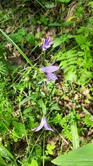 Campanula stevenii