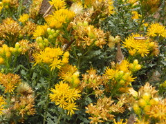 Isocoma hartwegii
