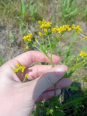 Rorippa × armoracioides