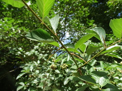 Crataegus persimilis