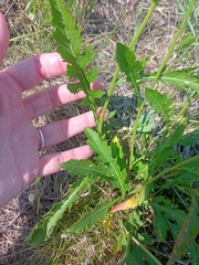 Rorippa × armoracioides