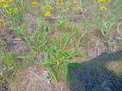 Rorippa × armoracioides