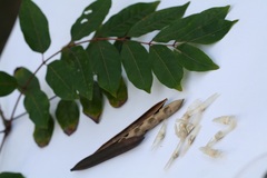 Stereospermum euphorioides