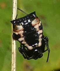 Micrathena patruelis