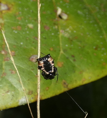Micrathena patruelis