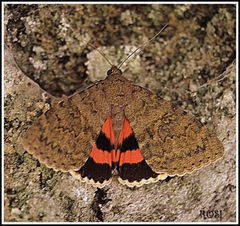 Catocala elocata oberthueri