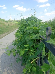 Humulus lupulus