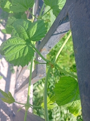 Humulus lupulus