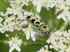 Chlorophorus herbstii