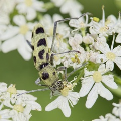 Chlorophorus herbstii