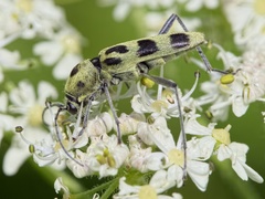 Chlorophorus herbstii