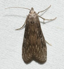 Aphomia terrenella