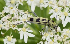 Chlorophorus herbstii