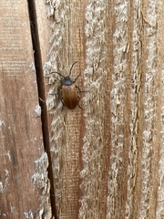 Pseudocistela ceramboides