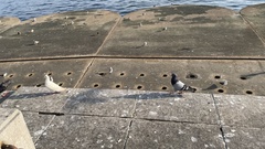 Columba livia domestica